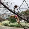 桜、開花までもう少しです。