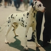 DALMATIAN