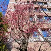 今日は晴れ・気温早朝１．０℃、日中は１７℃？春の気温ですね！