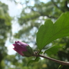 一夜にして花開く