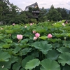 蓮の花を見に行く（信濃国分寺）