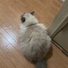 今朝はなぜか玄関でうずくまっていたふくちゃん
