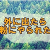 庭作業をしたい私に立ちはだかる花粉により本日グズグズです。