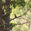 アオバネワライカワセミ(Blue-winged Kookaburra)