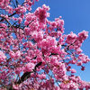 2024桜三昧