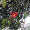 水前寺公園　1月の花