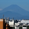 今朝はやはり見えました