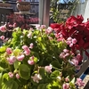 大寒の時期、鮮やかに咲くお花に癒される～米粉パンは金輪際焼かないけど！