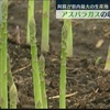 阿蘇でアスパラガスの収穫始まる　甘い春芽