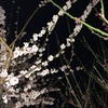 ume blossoms