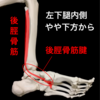 土踏まずを作るために後脛骨筋を鍛えよう!