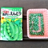 スナップエンドウの種蒔き！朝まで踊ろう♪
