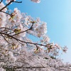 【春到来】花見といえばお酒とお酒！そして今日はなんと！...