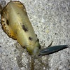釣り場難民となりちょい足を伸ばしたエギング（ポイントC-8）
