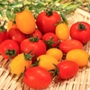 【よ～いドン】玉子とトマトの野菜炒めのレシピ！ミルクボーイ【7月7日】
