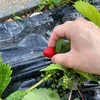 春です。庭で育った小さい苺を食べてみた‼️ 改善点も考えてみた【家庭菜園】