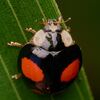 ナミテントウのサナギと成虫の姿をご紹介！