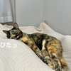 夏はのびのび、秋はぴったり。