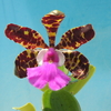 Cattleya aclandiae 'Glitter' SBM/JOGA