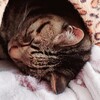 🔸ウチの猫１６