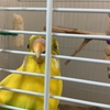 インコフェチ