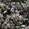 新宿御苑の10月桜満開