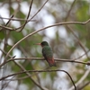 ニッケイハチドリ Cinnamon Hummingbird