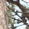 ミナミゴジュウカラ Chestnut-vented Nuthatch