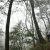初春の三辻の森遊山　山霞