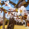 桜　ポートレート　考察！