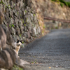 地元観光地のねこさん