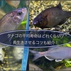 タナゴの平均寿命はどれくらい？長生きさせるコツも紹介！