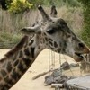 とくしま動物園