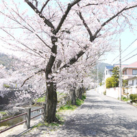 芦屋川の桜 穴場のお花見スポット 麗しきビンテージの世界 芦屋川の桜 穴場のお花見スポット 麗しきビンテージの世界