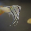 エンゼルフィッシュ Pterophyllum spp.