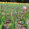 リトミックに通いはじめた話