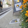 　岡山市北区天神町の風景写真 - A flower in front of the store