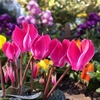 小さな公園の小さな花壇で冬の花たちに癒やされる。