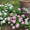 ＊こぼれ種のニチニチソウ＆花盛りのペチュニア