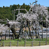 畑の枝垂れ桜