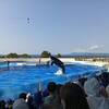 シャチ優先