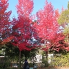 紅葉を求めて香川用水記念公園へ