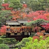 相楽園の紅葉を観に行く②観光106...20201129神戸