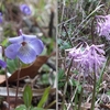 高萩海岸の花