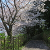 奈良市・左京の森の桜２０２０年（３月末～４月上旬）