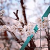 京都の桜はボチボチ咲き始め