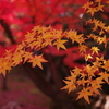 １２月の紅葉