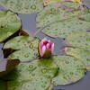 梅雨の一時