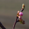 河津桜