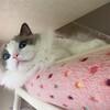 今年もエアコン掃除を熱心に見守ったふくちゃん